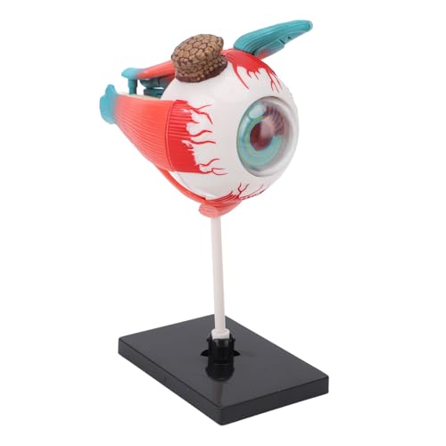 ACOGEDO Anatomische Modell 16 Menschlicher Augen Abnehmbare Teile mit Stand für Bildungsausstellung und Wissenschaft Unterricht Augapfel -Anatomie von ACOGEDO