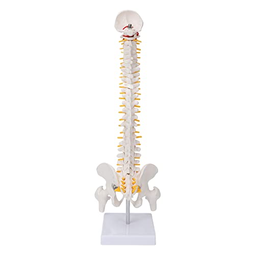 ACOGEDO Flexibler Anatomisches Wirbelsäulenmodell mit Kaudalem Wirbel und Wirbelsäulennerven für den Unterricht Im Klassenzimmer und Patientenausbildung ACOGEDO Flexibler Anatomisches Wirbelsäulenmodell mit Kaudalem Wirbel und Wirbelsäulennerven für den Unterricht Im Klassenzimmer und Patientenausbildung von ACOGEDO