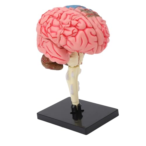 ACOGEDO Gehirnmodell Neuroanatomie Struktur Unterrichtswerkzeug | Anatomisches Modell des Menschlichen Gehirns mit Basis für Bildungsanzeige | Abnehmbares Design für Eingehendes Lernen von ACOGEDO