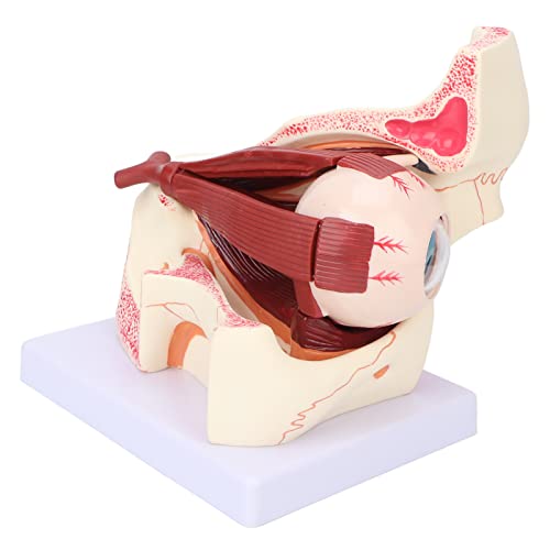 ACOGEDO Humanes Augenmodell Abnehmbares Design 3X Vergrößerung Klares Augenanatomische Modell für Medizinische Unterricht mit PVC -Material, für Ausbildung und Bildung ACOGEDO Humanes Augenmodell Abnehmbares Design 3X Vergrößerung Klares Augenanatomische Modell für Medizinische Unterricht mit PVC -Material, für Ausbildung und Bildung von ACOGEDO