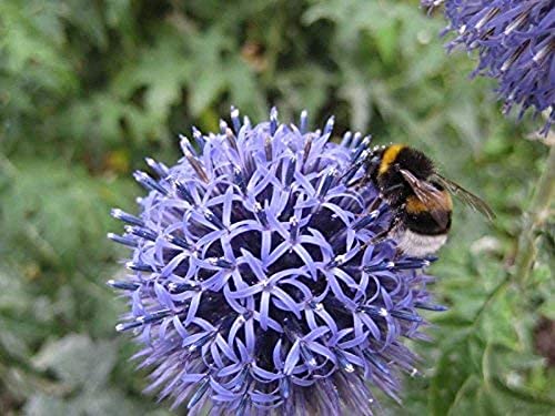 1000 Piecepaper Quality Jigsaw Puzzle Bumblebee on Thistle Flower Large Puzzle Game for Adults and Teenagers50x70cmSCd495 von ADEIK