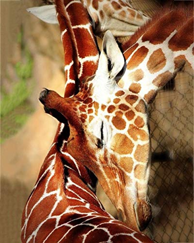1000 Pieces Adults Jigsaw Puzzles Paper 2 Giraffe Patterns, Sets for Family Picture Jigsaw Puzzle Educational Toy Family Time Brain Cha26x38cmSCd174 von ADEIK