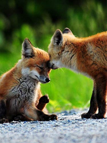 1000 Pieces Adults Jigsaw Puzzles Paper Cute Little Fox Pattern, Sets for Family Picture Jigsaw Puzzle Educational Toy50x70cmSCd053 von ADEIK