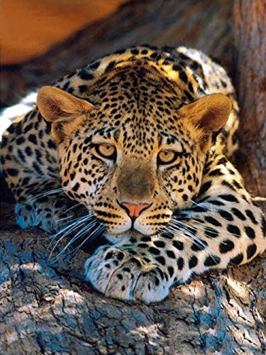 1000 Pieces Adults Jigsaw Puzzlespaper, Brain Challenge Jigsaw Roll Mat for Children, Resting Leopard Pattern, Jigsaw Sets for Family, 26x38cmSCd130 von ADEIK