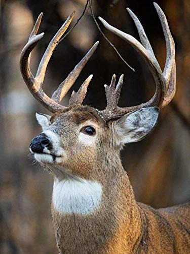 2000 Pieces Adults Jigsaw Puzzles Paper Lonely Elk Pattern, Sets for Family Picture Jigsaw Puzzle Educational Toy Family Time Brain Cha70x100cmSCd102 2000 Pieces Adults Jigsaw Puzzles Paper Lonely Elk Pattern, Sets for Family Picture Jigsaw Puzzle Educational Toy Family Time Brain Cha70x100cmSCd102 von ADEIK