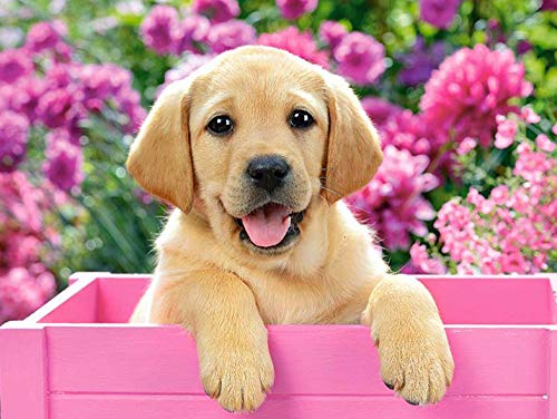 2000 Pieces Adults Jigsaw Puzzlespaper, Labrador Picture in a Box,Jumping,Brain Challenge Jigsaw Puzzles for Children70x100cmSCd113 von ADEIK
