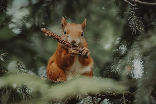 Eichhörnchen frisst Tannenzapfen – 2000-teiliges Papierpuzzle – Puzzle-Geschenke für Eltern 70 x 100 cm von ADEIK