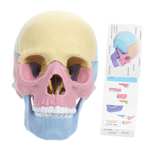 ADOCARN Stem Menschliches Schädelmodell Abnehmbar Anatomisches Lernwerkzeug für und Realistische Darstellung des Schädels für Unterricht und Bildung ADOCARN Stem Menschliches Schädelmodell Abnehmbar Anatomisches Lernwerkzeug für und Realistische Darstellung des Schädels für Unterricht und Bildung von ADOCARN