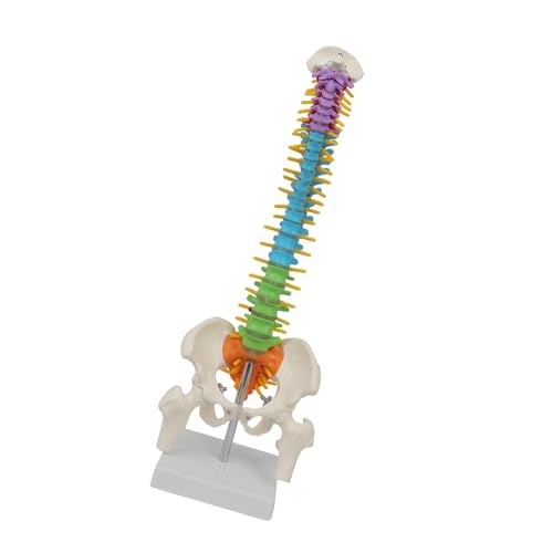 Menschliches Wirbelsäulenmodell mit Becken, 45 cm, Skelettmodell für Studenten, Wissenschaftsstudium Menschliches Wirbelsäulenmodell mit Becken, 45 cm, Skelettmodell für Studenten, Wissenschaftsstudium von AEKLXVKU