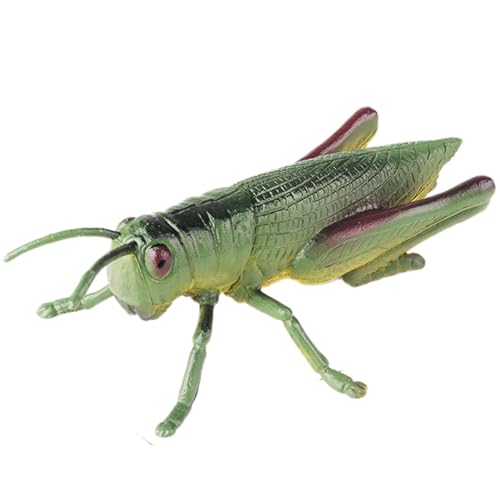 AENIMELY Große Heuschreckenfigur – Hohles realistisches Insektenmodell für Kinder – Pädagogisches Insekten-Spielzeug für Naturstudien & Schuldisplay von AENIMELY