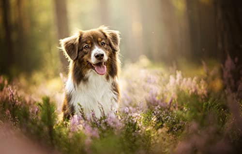 100 Stück Hund 45,5 x 35,5 cm 100 Stück Hund 45,5 x 35,5 cm von AFHMZ