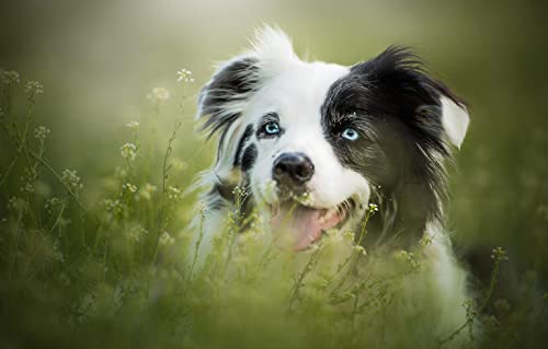 100 Teile Puzzle Geschenk Hund 45,5x35,5CM von AFHMZ