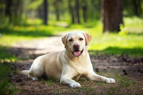 100 Teile Puzzle Labrador Hund Erwachsene Freizeit Unterhaltung Erwachsene Lernspielzeug Weihnachten 45,5x35,5CM von AFHMZ