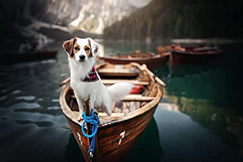 100-teiliges Puzzle/Kooikerhondje 14/Puzzles für Erwachsene und Teenager, Puzzle für Kinder, Geschenk zum Geburtstag/Erntedankfest/Weihnachten, Größe 45,5 x 35,5 cm 100-teiliges Puzzle/Kooikerhondje 14/Puzzles für Erwachsene und Teenager, Puzzle für Kinder, Geschenk zum Geburtstag/Erntedankfest/Weihnachten, Größe 45,5 x 35,5 cm von AFHMZ