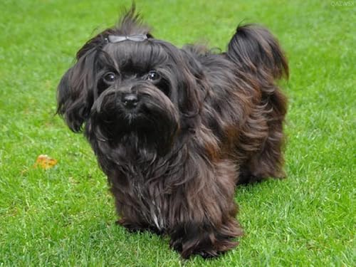 100-teiliges Puzzle für Erwachsene, Familienspiel, Dekompressions- und Bildungsgeschenk für Heimwerker, intellektuelles Lernspiel, Spielzeug, schwarzer Shih Tzu-Hund im Park, 45,5 x 35,5 cm 100-teiliges Puzzle für Erwachsene, Familienspiel, Dekompressions- und Bildungsgeschenk für Heimwerker, intellektuelles Lernspiel, Spielzeug, schwarzer Shih Tzu-Hund im Park, 45,5 x 35,5 cm von AFHMZ