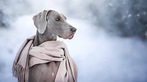 100-teiliges Puzzle für Erwachsene, Weimaraner-Gehirn-Herausforderungspuzzle für Kinder, Lernspiele, Gehirn-Herausforderungspuzzle für Kinder, Lernspiele, Geschenk, 45,5 x 35,5 cm 100-teiliges Puzzle für Erwachsene, Weimaraner-Gehirn-Herausforderungspuzzle für Kinder, Lernspiele, Gehirn-Herausforderungspuzzle für Kinder, Lernspiele, Geschenk, 45,5 x 35,5 cm von AFHMZ