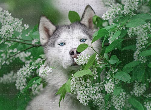 1000-teiliges Puzzle Husky, anspruchsvolles Familienspielzeug, 70 x 50 cm 1000-teiliges Puzzle Husky, anspruchsvolles Familienspielzeug, 70 x 50 cm von AFHMZ