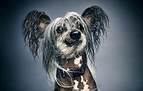 1000-teiliges Puzzle für Erwachsene/Langhaariger Hund/Gehirn-Herausforderungspuzzle für Kinder, Lernspiele, Kinder-Lernspiel, Spielzeug, Geschenk für zu Hause, Reisegröße 52 x 38 cm 1000-teiliges Puzzle für Erwachsene/Langhaariger Hund/Gehirn-Herausforderungspuzzle für Kinder, Lernspiele, Kinder-Lernspiel, Spielzeug, Geschenk für zu Hause, Reisegröße 52 x 38 cm von AFHMZ