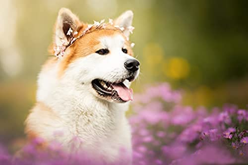 1000-teiliges Puzzle für Erwachsene/Shiba Inu in Blumen/Gehirn-Herausforderungspuzzle für Kinder, Lernspiele, für Geburtstags-/Erntedank, Größe 70 x 50 cm 1000-teiliges Puzzle für Erwachsene/Shiba Inu in Blumen/Gehirn-Herausforderungspuzzle für Kinder, Lernspiele, für Geburtstags-/Erntedank, Größe 70 x 50 cm von AFHMZ