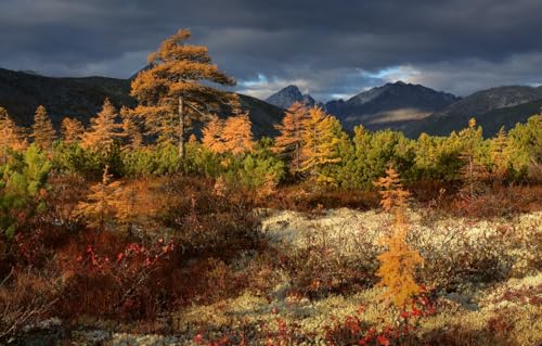 1000-teiliges Puzzle für Erwachsene | Puzzle 1000 Teile für Erwachsene, Geschenke, Bäume, Landschaft, Berge, 70 x 100 cm von AFHMZ