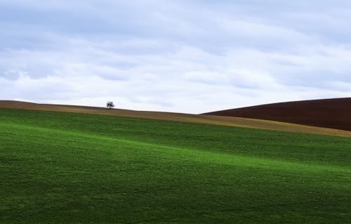 1000-teiliges Puzzle für Erwachsene | Puzzle 1000 Teile für Erwachsene, Geschenke, Feld, Baum, Rasen, 70 x 100 cm von AFHMZ