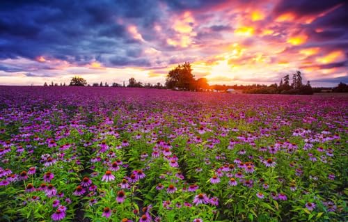1000-teiliges Puzzle für Erwachsene | Puzzle 1000 Teile für Erwachsene, Geschenke, Feld, Echinacea, 70 x 100 cm von AFHMZ