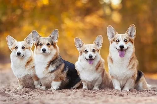 200 Stück Field Dog Das Puzzle Puzzle Pädagogisches Spielzeug für Erwachsene 35x25CM von AFHMZ