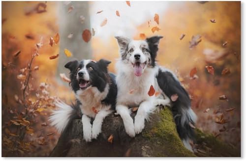 200 Teile Puzzle Zusammenbau Bild 2 Glückliche Border Collies Spiele für Erwachsene Lernspielzeug 35x25CM von AFHMZ