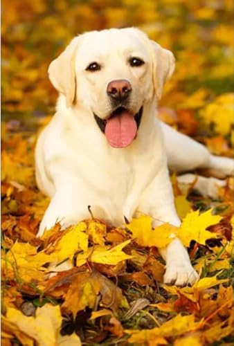 200 Teile Puzzle für Erwachsene, Ahornblatt, weißer Labrador, 35 x 25 cm von AFHMZ