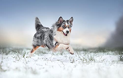 200-teiliges Puzzle für Erwachsene, Australian Shepherd Snow Dog, 35 x 25 cm 200-teiliges Puzzle für Erwachsene, Australian Shepherd Snow Dog, 35 x 25 cm von AFHMZ