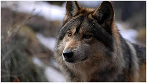 200-teiliges Puzzle für Erwachsene, Holzpuzzle, Wald-Weißwolf-Sonnenaufgangslandschaftspuzzle, Familienspaß-Puzzle 35 x 25 cm 200-teiliges Puzzle für Erwachsene, Holzpuzzle, Wald-Weißwolf-Sonnenaufgangslandschaftspuzzle, Familienspaß-Puzzle 35 x 25 cm von AFHMZ