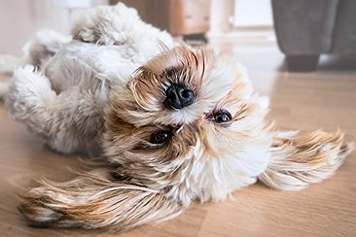 2000 Puzzles, Hund Lhasa Apso Canine Home Office Dekoration, DIY Spielzeug für Kinder 70x100CM 2000 Puzzles, Hund Lhasa Apso Canine Home Office Dekoration, DIY Spielzeug für Kinder 70x100CM von AFHMZ