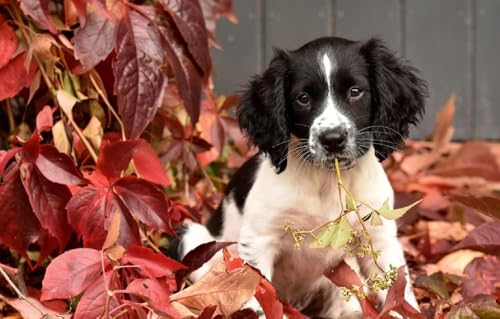 2000 Teile Puzzle für Erwachsene, Welpe, English Springer Spaniel, Puzzle, Tierpuzzle, Spielspielzeug, Geschenk, Heimdekoration, Puzzle, Geschenk für Hundeliebhaber, 70 x 100 cm 2000 Teile Puzzle für Erwachsene, Welpe, English Springer Spaniel, Puzzle, Tierpuzzle, Spielspielzeug, Geschenk, Heimdekoration, Puzzle, Geschenk für Hundeliebhaber, 70 x 100 cm von AFHMZ