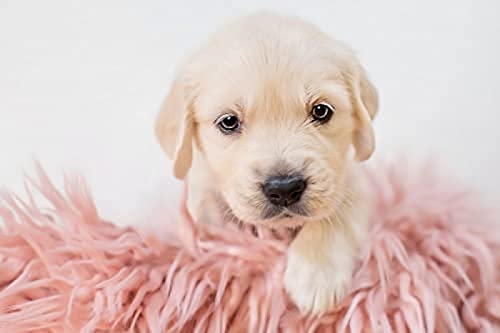 2000-teiliges Puzzle/Golden Retriever-Welpe/Puzzles für Erwachsene und Teenager, Puzzle für Kinder, Denksport-Puzzle für Kinder, Lernspiele, Geschenkgröße 70 x 100 cm von AFHMZ