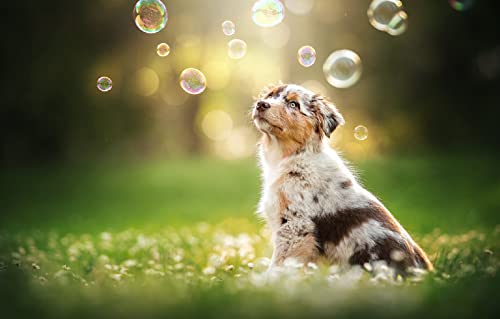 2000-teiliges Puzzle für Erwachsene, Australian Shepherd Welpe, 100 x 70 cm von AFHMZ