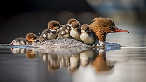 2000-teiliges Puzzle für Erwachsene, Merganser und Entenküken, Denksport-Puzzle für Kinder, Lernspiele, Denksport-Puzzle für Kinder, Lernspiele, Geschenk, 70 x 100 cm 2000-teiliges Puzzle für Erwachsene, Merganser und Entenküken, Denksport-Puzzle für Kinder, Lernspiele, Denksport-Puzzle für Kinder, Lernspiele, Geschenk, 70 x 100 cm von AFHMZ