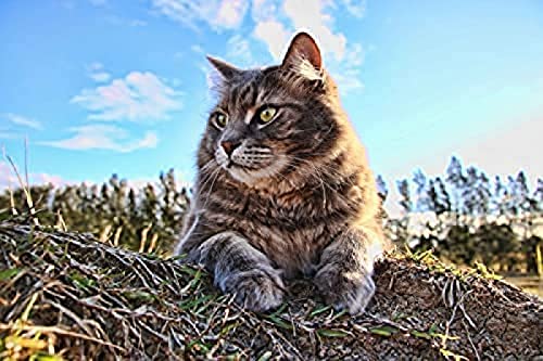 2000-teiliges Puzzle für Erwachsene, wartende Katze, Gehirn-Challenge-Puzzle für Kinder, Lernspiele, empfohlen für Erwachsene und Kinder zur Interaktion, DIY-Spielgeschenk, 70 x 100 cm von AFHMZ