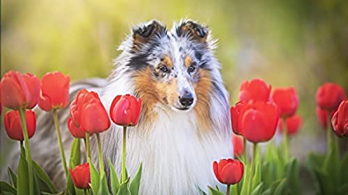2000-teiliges Puzzle für Erwachsene Kinder/Shetland Sheepdog Tulip/anspruchsvolle Puzzlespiele für Erwachsene, perfekt für Kinder, Lernspiel, Unterhaltungsgeschenk. Größe 70 x 100 cm von AFHMZ