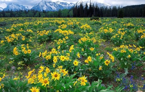 2000-teiliges Puzzle für Erwachsene | Landschaftspuzzle für Erwachsene 2000, Berge, Wyoming 70 x 100 cm von AFHMZ