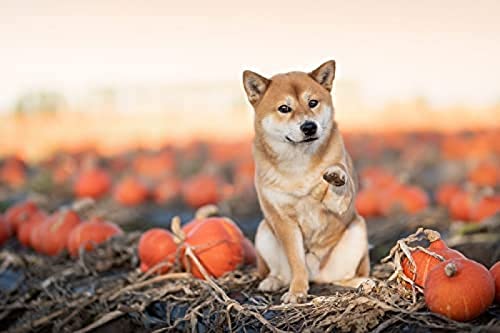 300-teiliges Puzzle/Shiba Inu schüttelt Hände/Puzzles für Erwachsene und Teenager, Puzzle für Kinder, empfohlen für Erwachsene und Kinder zur Interaktion, DIY-Spiel, Geschenkgröße 38 x 26 cm 300-teiliges Puzzle/Shiba Inu schüttelt Hände/Puzzles für Erwachsene und Teenager, Puzzle für Kinder, empfohlen für Erwachsene und Kinder zur Interaktion, DIY-Spiel, Geschenkgröße 38 x 26 cm von AFHMZ