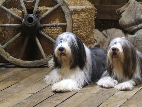 300-teiliges Puzzle für Erwachsene, Geschenke – Bearded Collie-Hundepaar, 38 x 26 cm von AFHMZ
