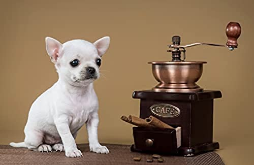300-teiliges Puzzle für Erwachsene/Chihuahua/Gehirn-Herausforderungspuzzle für Kinder, Lernspiele, für Geburtstag/Thanksgiving, Größe 38 x 26 cm 300-teiliges Puzzle für Erwachsene/Chihuahua/Gehirn-Herausforderungspuzzle für Kinder, Lernspiele, für Geburtstag/Thanksgiving, Größe 38 x 26 cm von AFHMZ