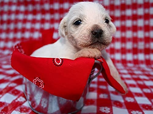 300-teiliges Puzzle für Erwachsene/Labrador-Welpe/Gehirn-Herausforderungspuzzle für Kinder, Lernspiele, perfekt für Kinder, Lernspiel, Unterhaltungsgeschenk. Größe 38 x 26 cm 300-teiliges Puzzle für Erwachsene/Labrador-Welpe/Gehirn-Herausforderungspuzzle für Kinder, Lernspiele, perfekt für Kinder, Lernspiel, Unterhaltungsgeschenk. Größe 38 x 26 cm von AFHMZ