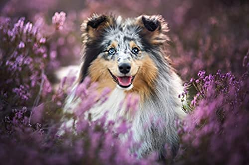 300-teiliges Puzzle für Erwachsene/Shetland Sheepdog/Gehirn-Herausforderungspuzzle für Kinder, Lernspiele, perfekt für Kinder, Lernspiel, Unterhaltungsgeschenk. Größe 38 x 26 cm 300-teiliges Puzzle für Erwachsene/Shetland Sheepdog/Gehirn-Herausforderungspuzzle für Kinder, Lernspiele, perfekt für Kinder, Lernspiel, Unterhaltungsgeschenk. Größe 38 x 26 cm von AFHMZ