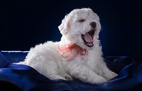 3D-Puzzle 1000 Teile Bichon Frise Welpe 70x50CM von AFHMZ