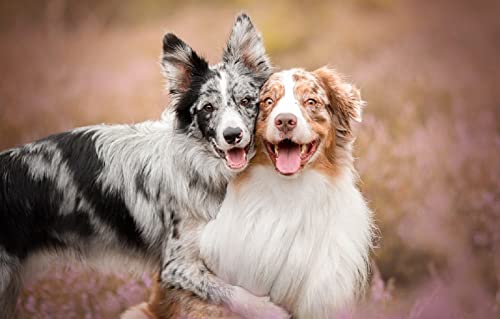 3D Puzzle 1000 Teile Zwei australische Schäferhunde 52x38CM 3D Puzzle 1000 Teile Zwei australische Schäferhunde 52x38CM von AFHMZ
