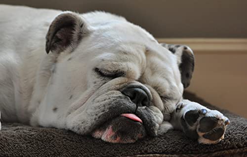 3D Puzzle 500 Teile Bulldogge 52x38CM 3D Puzzle 500 Teile Bulldogge 52x38CM von AFHMZ