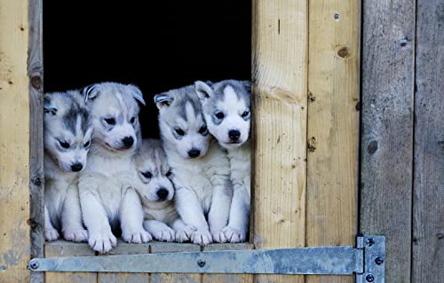 3D Puzzle Mädchen 2000 Teile Welpe Husky 70x100CM von AFHMZ
