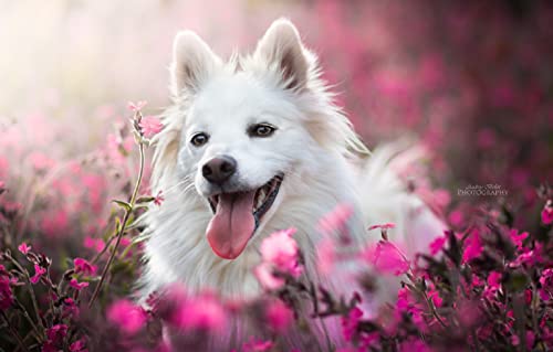 3D-Puzzle für Erwachsene, 1000 Teile, Hund, 70 x 50 cm von AFHMZ