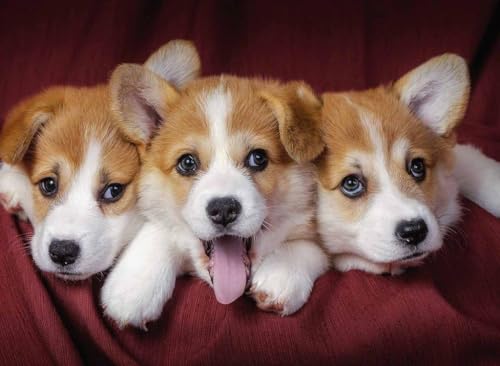 500 Teile Bunte Puzzles Für Erwachsene Corgi Tierpuzzle Hundeliebhaberpuzzle Anspruchsvolle Puzzles Geschenke Wohnkultur Familienspiel Spielzeug Geschenke 52x38CM von AFHMZ